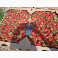 Продам с поля клубнику, сорт Кляри, цена договорная