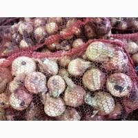 Продам Буряк столовий, Моркву, Цибулю