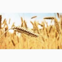 Продам отруби пшеничные насыпом