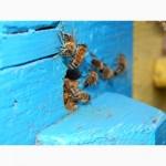 Бджолосім’ї, бджолопакети 2022