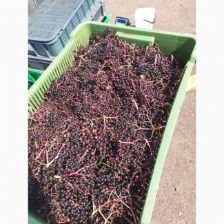 Експорт замороженої бузини та інших ягід оптом 2025