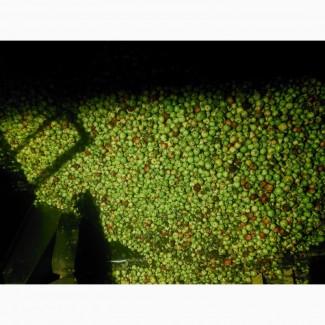 Куплю яблука на промпереробку від 24-35т самовивіз