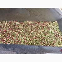 Куплю яблука на промпереробку від 24-35т самовивіз