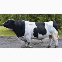 Абердин голштин бычки