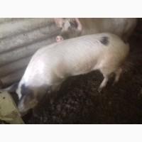 Продам кабана для спарювання