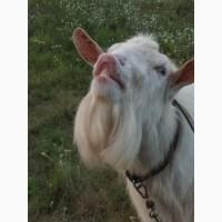 Зааненский цап