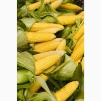 Закупляємо кукурудзу по ф1/ф2
