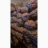 Продам посадочный картофель Аризона