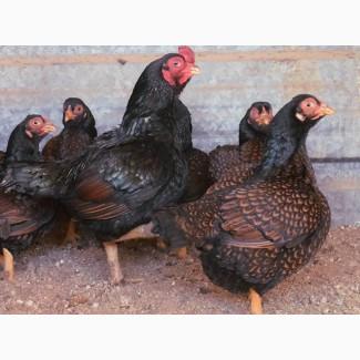 Яйце на інкубацію. Курчат. Корніш блакитно-червоний, мідний. Оплід 90%