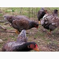 Яйце на інкубацію. Курчат. Корніш блакитно-червоний, мідний. Оплід 90%