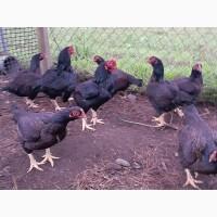 Яйце на інкубацію. Курчат. Корніш блакитно-червоний, мідний. Оплід 90%