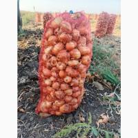 Продам лук штудгарт
