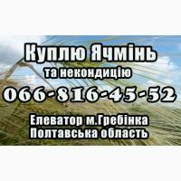 Елеватор закуповує ячмінь на постійній основі на вигідних умовах