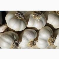 Часник на продаж з ПДВ, для бюджетних організацій