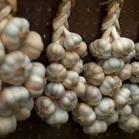 Часник на продаж з ПДВ, для бюджетних організацій