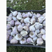 Продам часник сорт Любаша