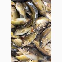 Продам зарибок риби: Короп, амур, товстолоб, СОМ