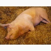 Продам свиней жива вага на натуральних кормах 110грн/кг, 140+кг кожна Свиньи живым весом