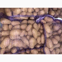 Продам картоплю