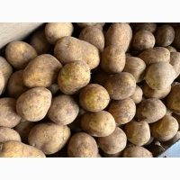 Продам картоплю