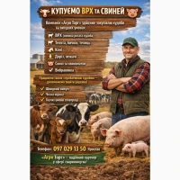 Купуємо ВРХ, корів, телят, бичків, телиць, коней ДОРОГО По всій Україні