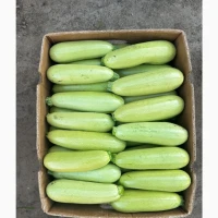 Продам кабачок