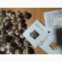 ФГ реалізує Часник 30мм 4000кг