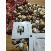 ФГ реалізує Часник 30мм 4000кг