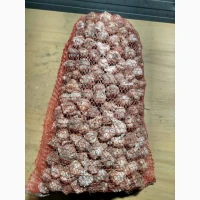 ФГ реалізує Часник 30мм 4000кг