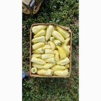Продам перець тип білозірка Хаскі Бравія