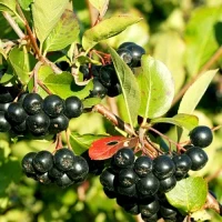 Куплю чорну горобину
