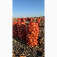 Продам цибулю оптом з поля