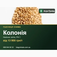 Купити нвсіння пшениці К0л0нія - елітв, РН-1, д0кументи | 8ід 13 900 грн/т