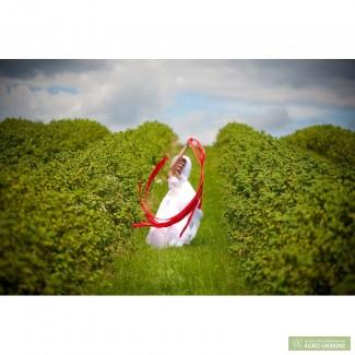 Саженцы черной смородины