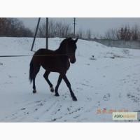 Орловские и русские рысаки, УВП, Весфалдский и ахалтекинский жеребцы, тяжелов