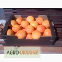 Продам оптом яйцо куриное