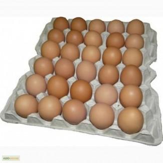 Куплю яйцо С0, С1, С2