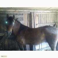 Продам коня