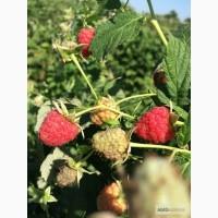 Продам малину сорта ДЖУАНШИ оптом