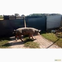 Кнур Пьетрен очень дешево СРОЧНО