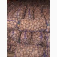 Продам Украинский картофель Домашний Альвара.Галла. Белароса.Славянка