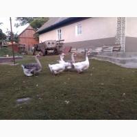 Продам гуси Холмогори, молодняк