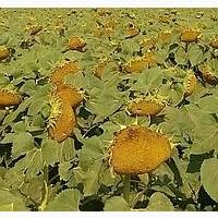 Насіння соняшнику Осман (під євро-лайтнінг)