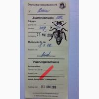 Продам матки Бакфаст