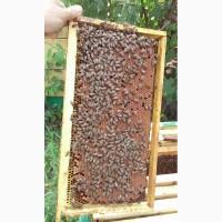 Продам матки Бакфаст