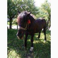 Продам коня