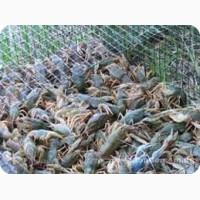 Продам живье раки оптом