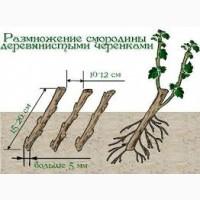 Продам живці однорічні чорної смородини на посадку весна 2025р