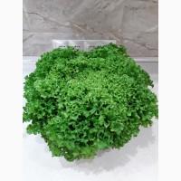 Продам салат Лолло Россо. Є зелений і червоний, якість просто супер