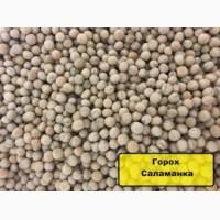Семена гороха Саламанка, 1 репродукция, насіння гороху